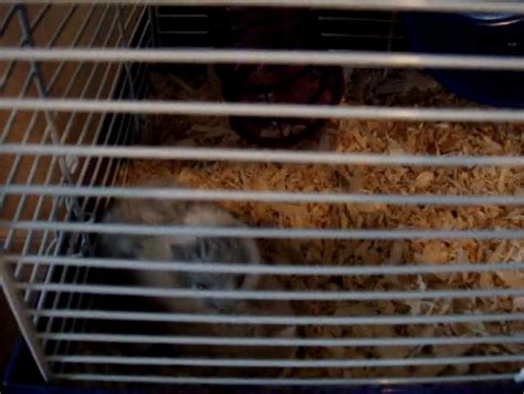 Hampsters Porn Videos .